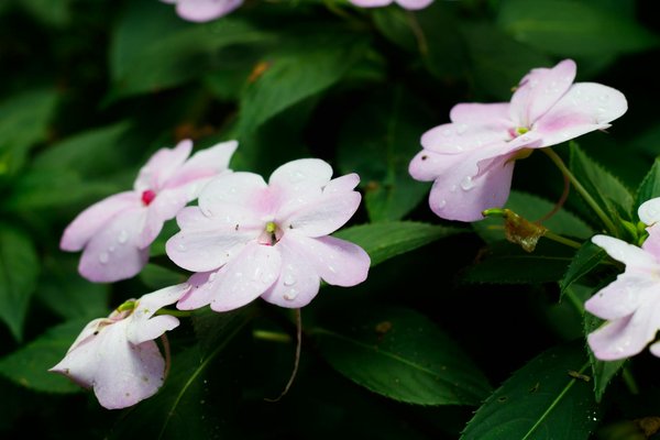 Cafards à paris : méthodes et solutions pour s'en débarrasser