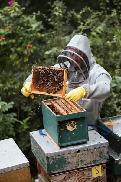 Boutique en ligne pour passionnés d'apiculture : tout pour vos abeilles