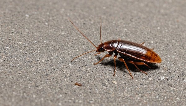 Top stratégies pour éliminer les cafards à paris efficacement